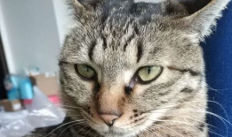 猫视频,猫视频里的趣味瞬间