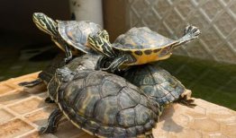 乌龟视频,诠释生命的从容与坚韧